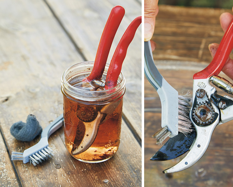 How to Clean And Sharpen Garden Tools: Expert Guide