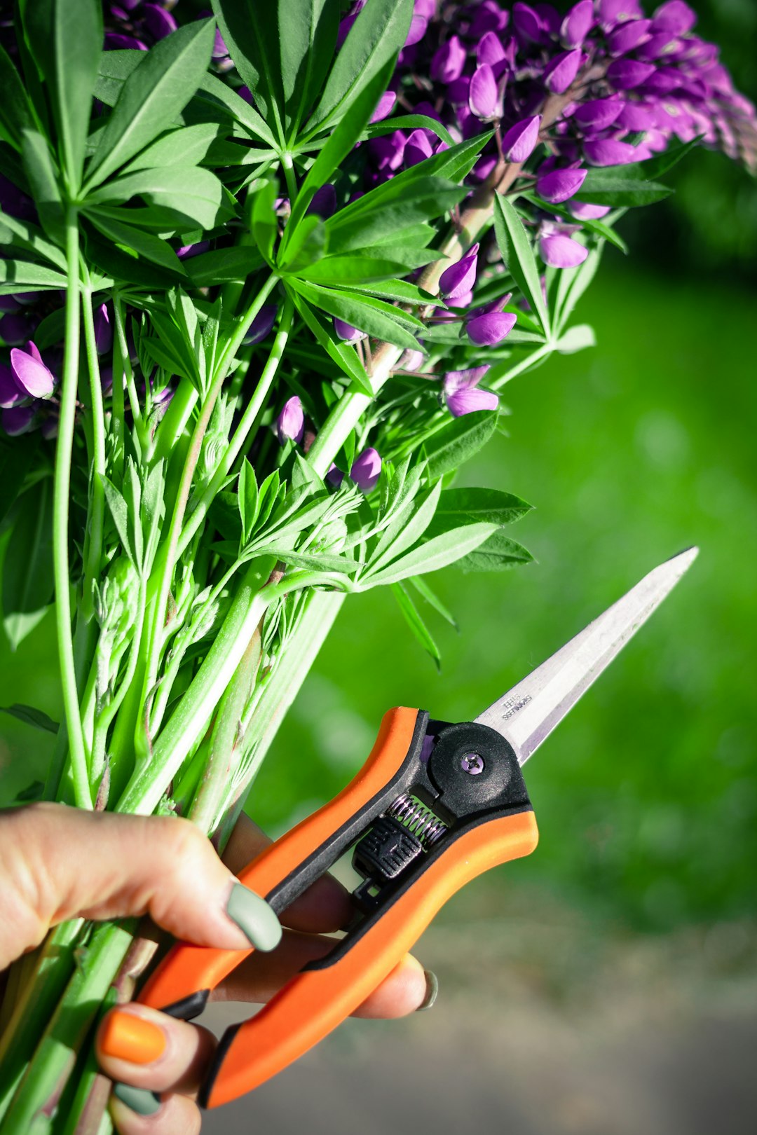 How to Sterilize Garden Tools: Expert Tips for Hygiene