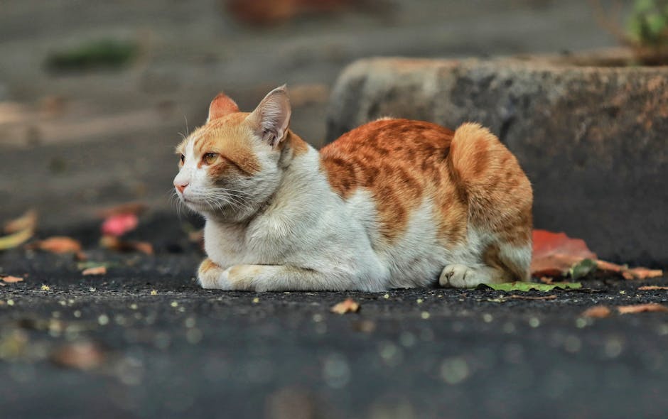 What is a Cats Paw Tool: Essential Guide for DIYers