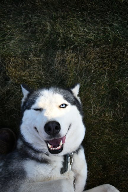 Who Owns Husky Tools: Unveiling the Brand’s Legacy